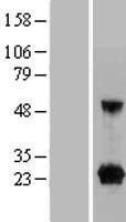 ls203259 c9orf25 fam219a human over expression lysates nm 147202 wb testing 2