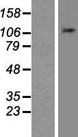 ls204801 nlrp11 human over expression lysates nm 145007 wb testing 1