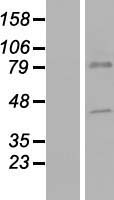 ls204962 ctl5 slc44a5 human over expression lysates nm 152697 wb testing 1