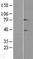 C2orf69 Human Over-expression Lysates NM_153689