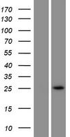 DIPK2A Human Over-expression Lysates NM_001134470
