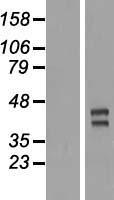 ls205860 triml2 human over expression lysates nm 173553 wb testing 1