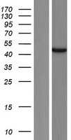 ATAD3C Human Over-expression Lysates NM_001039211