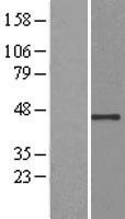 ls219333 usp12 human over expression lysates nm 182488 wb testing 1