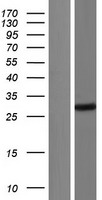 Mitocondrial Translational Initiation Factor 3 (MTIF3) Human Over-expression Lysates NM_001166261
