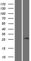 Gsh1 (GSX1) Human Over-expression Lysates NM_145657
