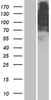 ls219493 or5ar1 human over expression lysates nm 001004730 wb testing 1