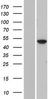 FOLH1B Human Over-expression Lysates NM_153696