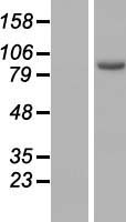 ls219681 armc3 human over expression lysates nm 173081 wb testing 1
