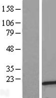 ls219738 fam241b human over expression lysates nm 145306 wb testing 1