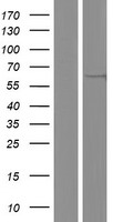 TYSND1 Human Over-expression Lysates NM_173555