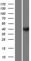 Cyclin Y (CCNY) Human Over-expression Lysates NM_145012