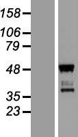 ls219793 spatial tbata human over expression lysates nm 152710 wb testing 1
