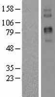 ls219931 two pore calcium channel protein 2 tpcn2 human over expression lysates nm 139075 wb testing 1