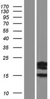 ls219938 spata19 human over expression lysates nm 174927 wb testing 1