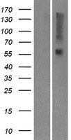 OR9I1 Human Over-expression Lysates NM_001005211