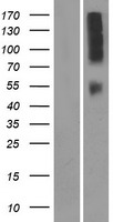 OR9Q2 Human Over-expression Lysates NM_001005283