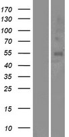 ls219982 or5a1 human over expression lysates nm 001004728 wb testing 1
