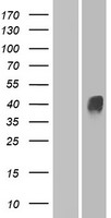 OR4D11 Human Over-expression Lysates NM_001004706