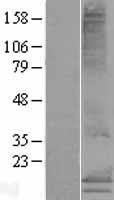 ls219995 ms4a15 human over expression lysates nm 152717 wb testing 1