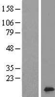 SHANK2-AS3 Human Over-expression Lysates NM_145308