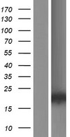 MATH5 (ATOH7) Human Over-expression Lysates NM_145178