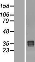 ls220323 oaf human over expression lysates nm 178507 wb testing 1