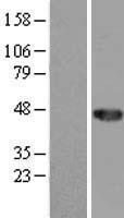 CCDC89 Human Over-expression Lysates NM_152723