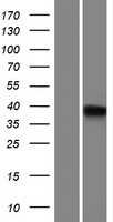 CBWD5 Human Over-expression Lysates NM_001024916