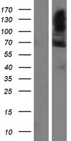 ls220965 fam13c1 fam13c human over expression lysates nm 198215 wb testing 1