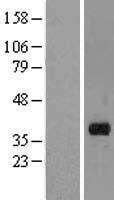 ls220972 marchf8 human over expression lysates nm 001002266 wb testing 2