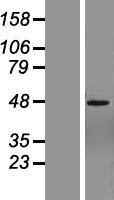 ls220992 znf485 human over expression lysates nm 145312 wb testing 1