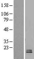 UCMA Human Over-expression Lysates NM_145314