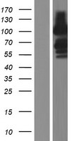 FAM171A1 Human Over-expression Lysates NM_001010924