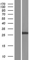 ls221091 lrrn4cl human over expression lysates nm 203422 wb testing 1