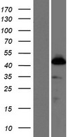 SKA3 Human Over-expression Lysates NM_001166017