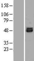 SKA3 Human Over-expression Lysates NM_145061