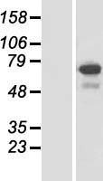 ls221178 spata13 human over expression lysates nm 153023 wb testing 1