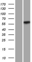 CPNE2 Human Over-expression Lysates NM_152727