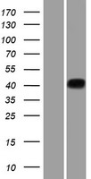 KLKBL4 (PRSS54) Human Over-expression Lysates NM_001080492