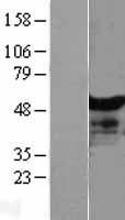 NT5DC1 Human Over-expression Lysates NM_152729