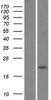 CALHM4 Human Over-expression Lysates NM_153036