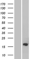 ls221303 fam162b human over expression lysates nm 001085480 wb testing 1