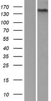 ls221395 gpr116 adgrf5 human over expression lysates nm 015234 wb testing 1