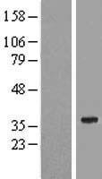 ls221409 spats1 human over expression lysates nm 145026 wb testing 1