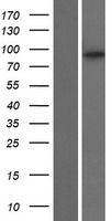 KIF6 Human Over-expression Lysates NM_145027