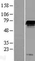 FGD2 Human Over-expression Lysates NM_173558