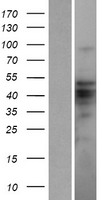 ls221527 zbtb12 human over expression lysates nm 181842 wb testing 1