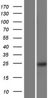 ls221662 rbm24 human over expression lysates nm 001143942 wb testing 1