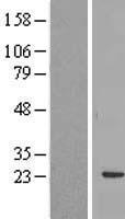 ls221662 rbm24 human over expression lysates nm 153020 wb testing 2